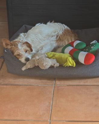 Cucciola di Jack Russel