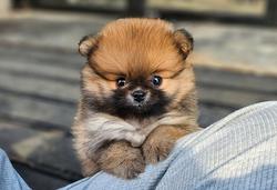 Cucciolo di Spitz con Pedigree