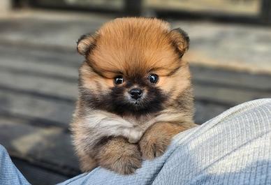 Cucciolo di Spitz con Pedigree