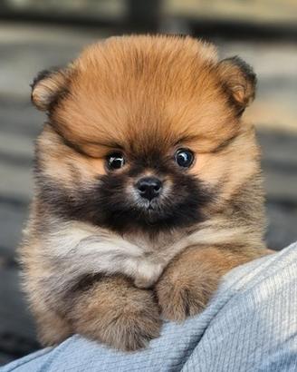 Cucciolo di Spitz con Pedigree
