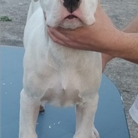 Dogo argentino cuccioli di alta genealogia