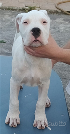 Dogo argentino cuccioli di alta genealogia