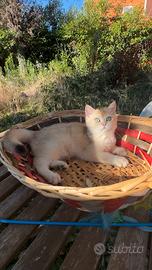 Gattini British shorthair golden