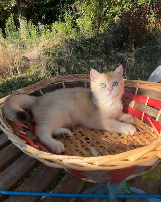 Gattini British shorthair golden