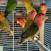 Inseparabili Roseicollis