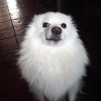 Volpino italiano fidanzata