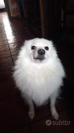 Volpino italiano fidanzata