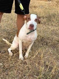 Cucciola di incrocio tra pitbull e cane misto