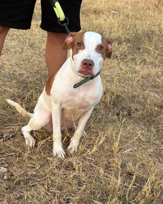 Cucciola di incrocio tra pitbull e cane misto