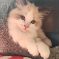 Roronoa - Ragdoll Seal Point Bicolor Maschio