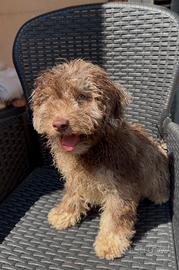 Barboncini Choco merle