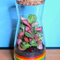 terrarium clessidra 