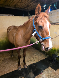 Cavalla quarter x argentina