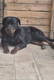 Cucciola di rottweiler di 18 mesi