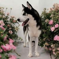 Disponibile per monta - siberian husky maschio