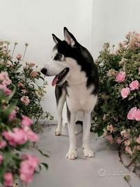 Disponibile per monta - siberian husky maschio
