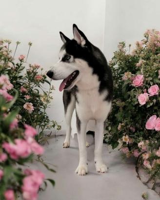 Disponibile per monta - siberian husky maschio