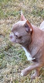 Chihuahua Enci - FCI per Monta