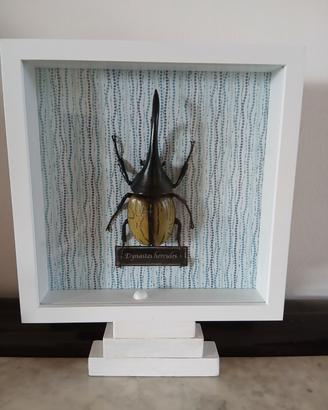 Teca entomologica