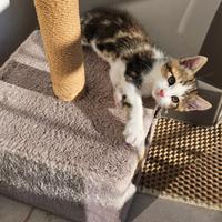 Cucciola
