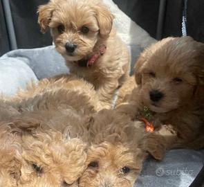 Cucciolata di maltipoo