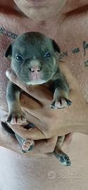 American bully