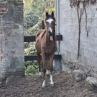 Cavallo arabo di un anno