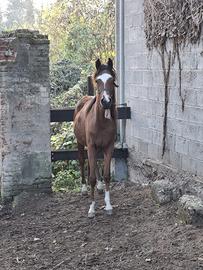 Cavallo arabo di un anno