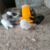 Disponibili coppie di moroseta