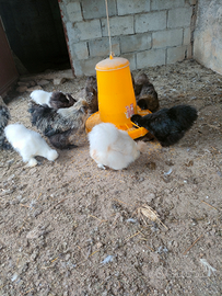 Disponibili coppie di moroseta