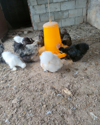 Disponibili coppie di moroseta