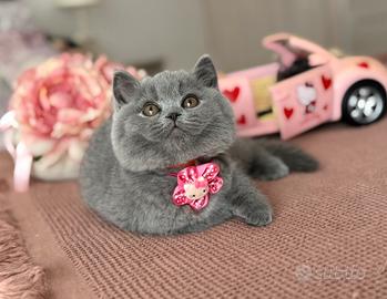 British Shorthair