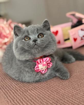 British Shorthair