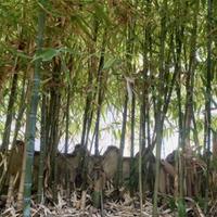 Rizomi (piante) di bamboo (no semi) - Pronti