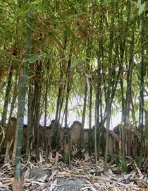 Rizomi (piante) di bamboo (no semi) - Pronti