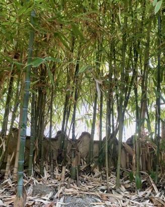 Rizomi (piante) di bamboo (no semi) - Pronti