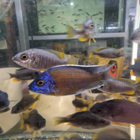 Ciclidi Africani lago Malawi