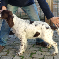 English Springer Spaniel femmina