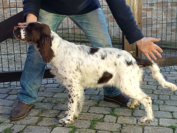 English Springer Spaniel femmina