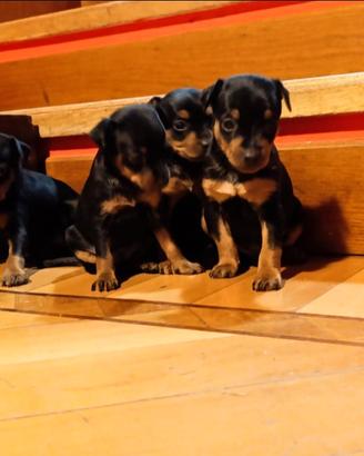 Cuccioli di zwergepinscher ( pincher nano)