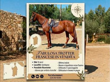 Cavalla Trotter Francese