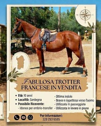 Cavalla Trotter Francese