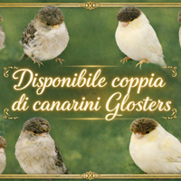 Canarini gloster
