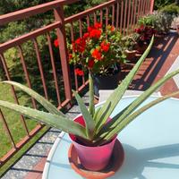 Aloe in vaso