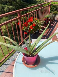 Aloe in vaso