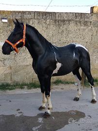 Cavallo
