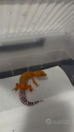 Geco leopardino