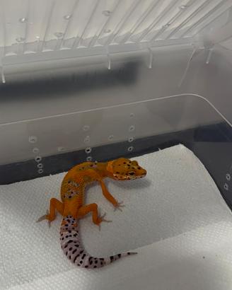 Geco leopardino