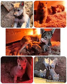 Cuccioli di CLC