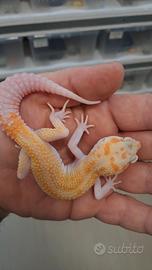 Geco leopardino